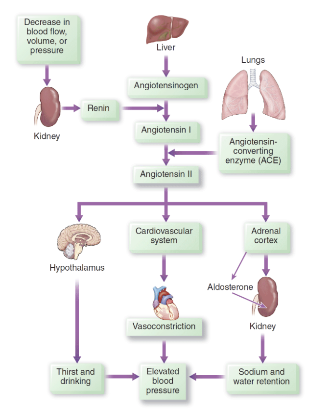 <p><strong>Renin-angiotensin-aldosterone system (RAAS)</strong></p>