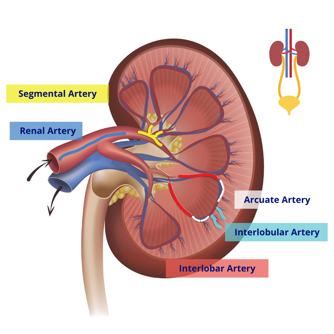 <p>Interlobular artery</p>