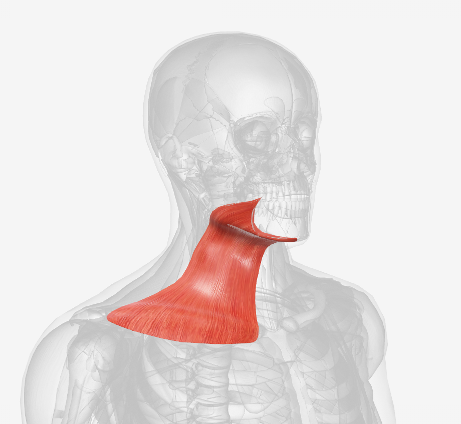 <p>Which muscle is this? (right)</p>