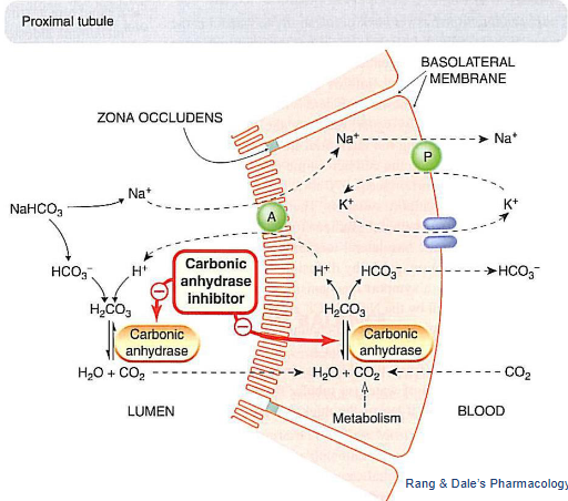 <p>bicarbonate reabsorption in the nephron</p>
