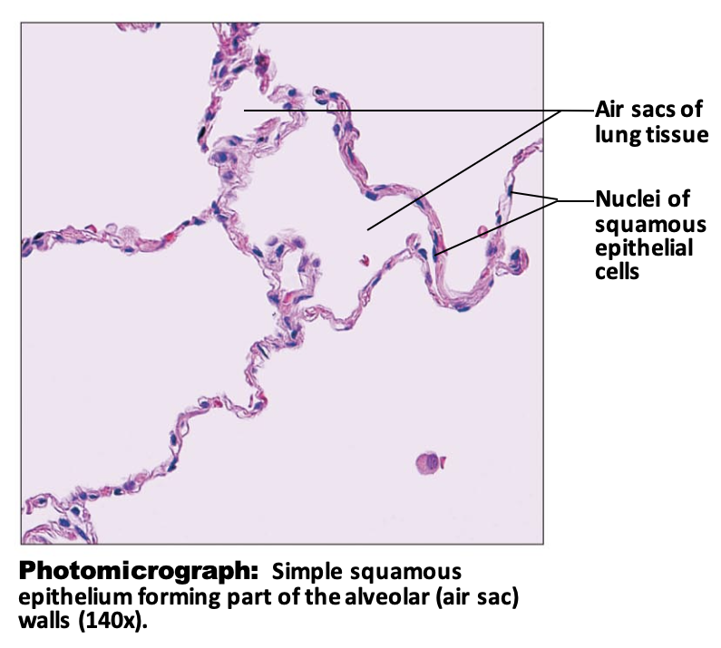 <p>Simple Squamous Epithelium: Function</p>