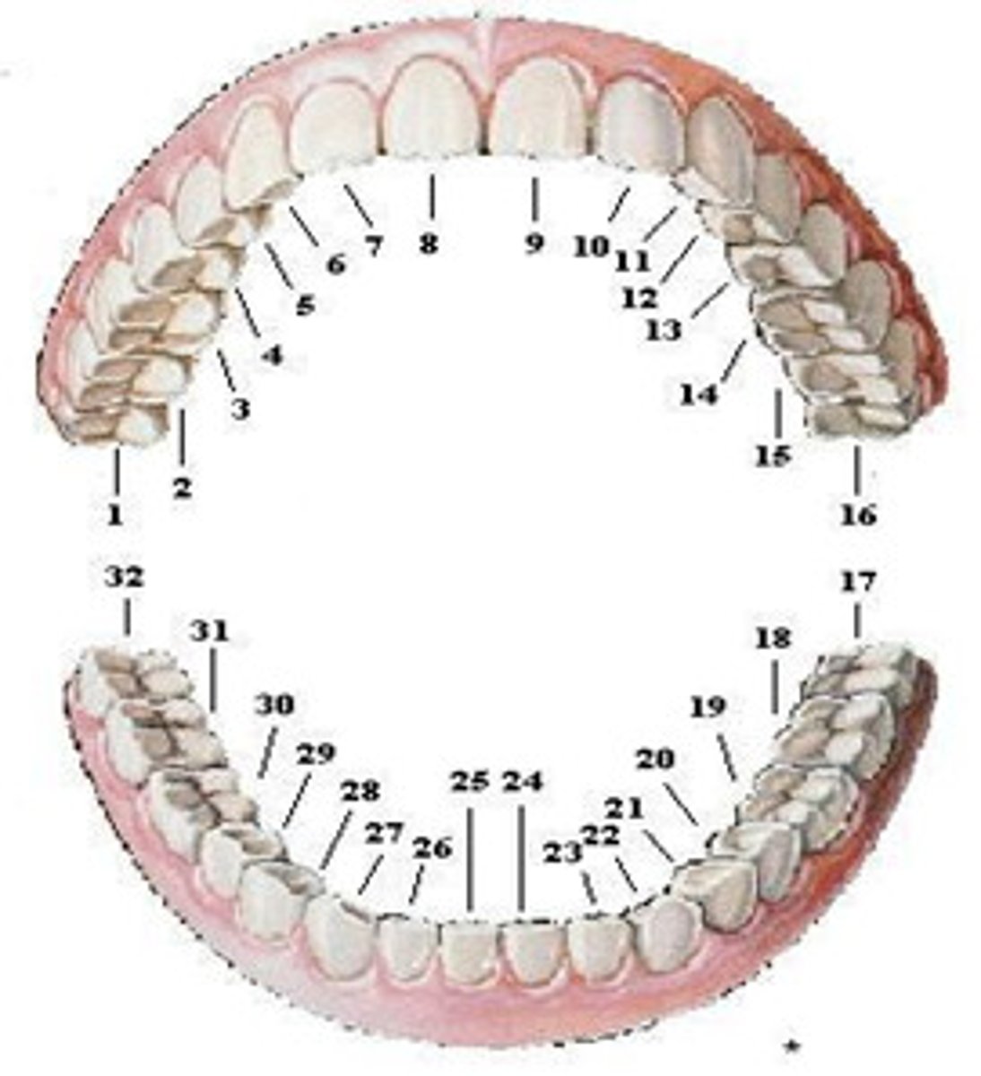 knowt flashcard image