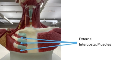 <p>external intercostal muscles</p>