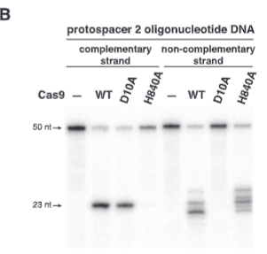 <p>explain fig 2B jinik</p>