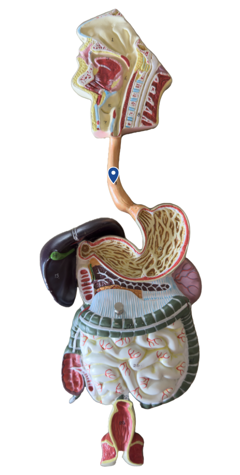 <p>Name this organ.</p>