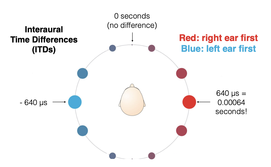 <ul><li><p><em>Binaural neuron</em>s sensitive to ITDs are located in the brainstem</p></li><li><p>First place where auditory information from both ears is combined</p></li></ul><p></p><ul><li><p>Interaural time differences are smallest for locations directly in front or behind</p></li><li><p>Largest for locations that are directly to your left &amp; to your right</p></li></ul><p></p>