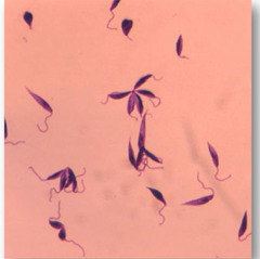 <p>What is this in a dog?</p>