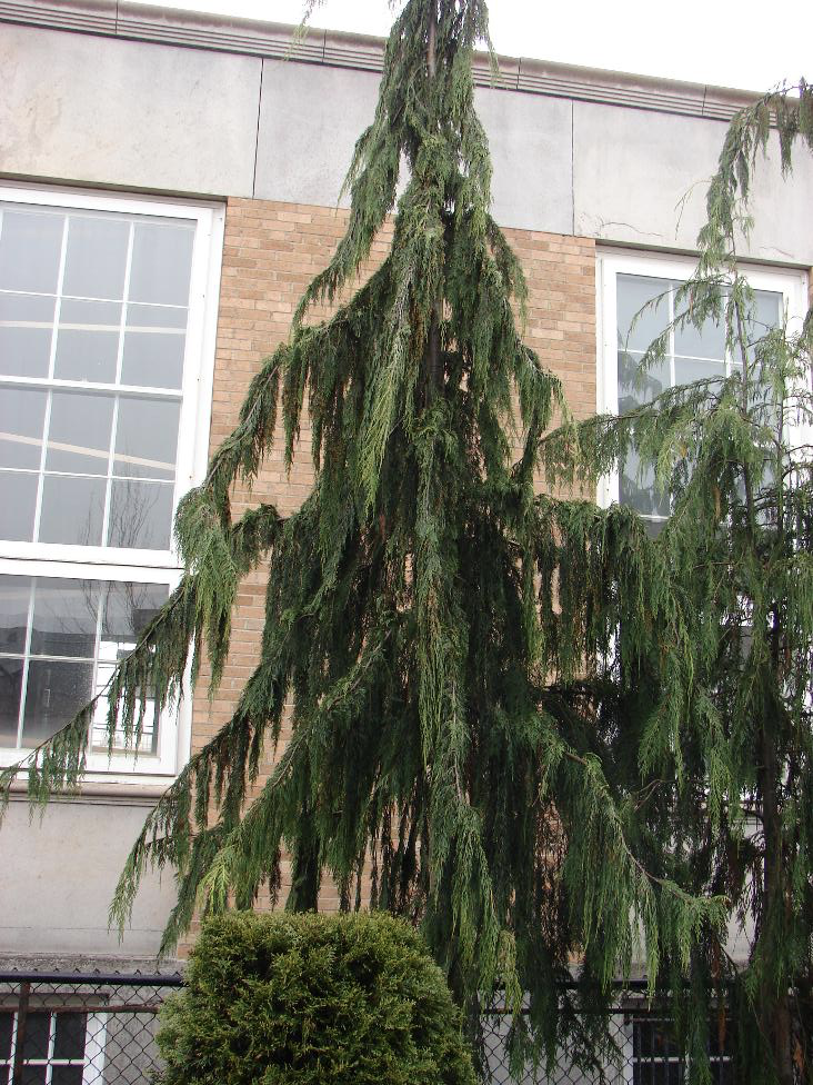 <img src="https://nativeplantspnw.com/wp-content/uploads/2014/04/Callioptris-nootkatensis-bark.jpg" data-width="100%" data-align="center" alt=""><img src="https://landscapeplants.oregonstate.edu/sites/plantid7/files/plantimage/chno2344B_0.jpg" data-width="100%" data-align="center" alt=""><p></p>