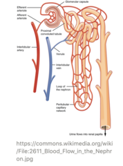<p>nephron </p><p>kidneys are made of thousands of individual nephrons!</p>