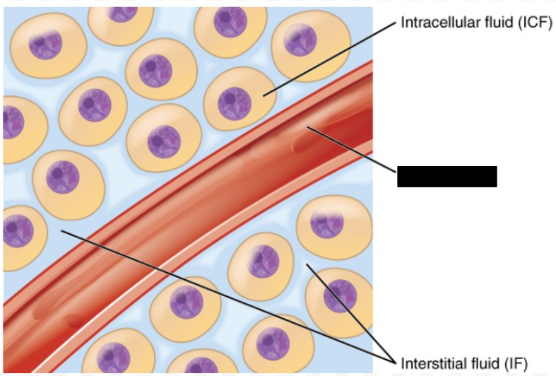 <p>Identify the indicated fluid compartment.</p>