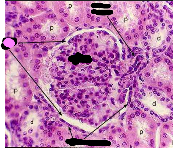 <p>whole white part</p>