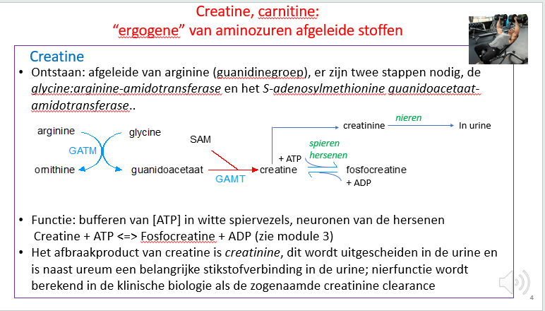 <p><span>Als creatine uit de skeletspiercel geraakt wordt het gecycliseerd en dan heet het creatinine.</span></p><p style="text-align: left;"><span>Het is een afvalstof die we zullen uitscheiden in de urine, daarom wordt de bloedconcentratie ook in relatie gebracht met de urineconcentratie van creatinine.</span></p><p style="text-align: left;"><span>Uitgaande van die gemeten waarden kunnen we reconstrueren hoe goed de nier filtreert (= glomerulatiesnelheid – glomerular filtration rate – GFR wordt berekend obv een bloedname en een urinecollectie).</span></p><p style="text-align: left;"><span>Uitgaande van de concentraties kunnen we berekenen hoe goed de nier zuivert.</span></p>
