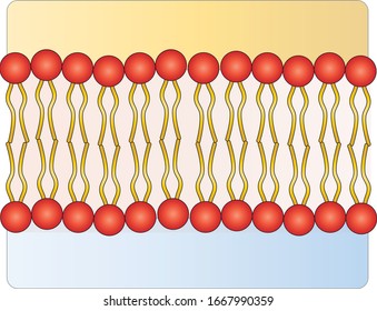 <p>phospholipid bilayer</p>
