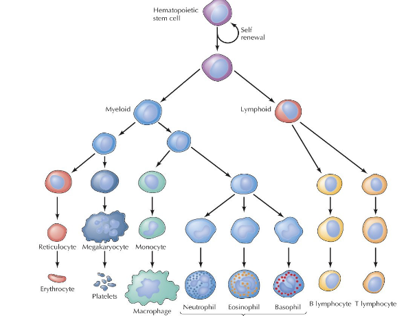 <p>Self-renewing <u>multipotent</u> (can only become blood cells) cells found mainly in the bone marrow or umbilical cord blood. They function as the source for all blood cells, differentiating into RBCs, WBCs, and platelets. Crucial for lifelong blood formation, immune responses, and regeneration. </p><p>Very organized branching pathway, differentiate into myeloid or lymphoid and proliferate through the structure from there. </p>
