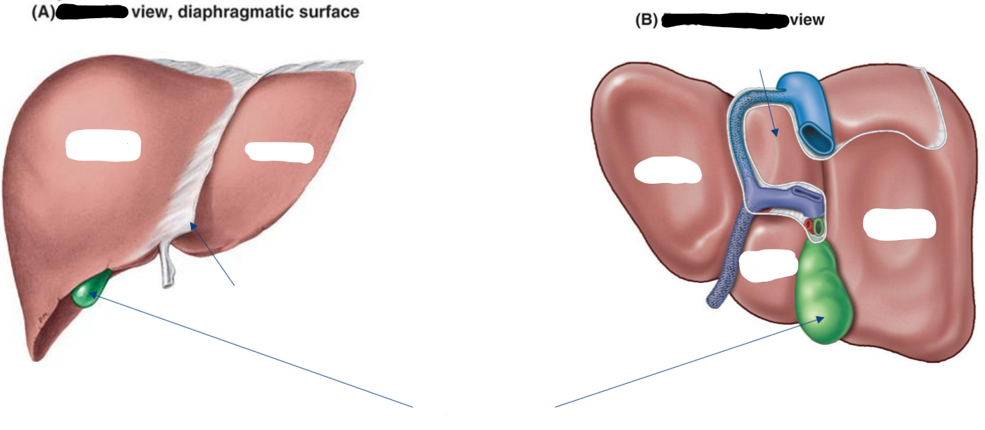 <p>Label the following diagram to show the positioning of the <strong>gallbladder</strong></p>