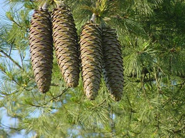 <p>Sugarpine  <span data-name="zany" data-type="emoji">🤪</span><span data-name="icecream" data-type="emoji">🍦</span>:</p><p>LARGE CONES oval elongated </p><p>sugar tasting resin </p><p>Scattered in cascade range</p>