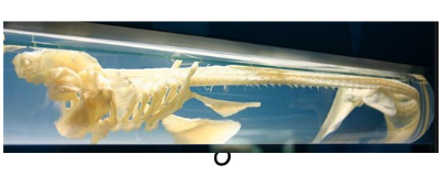 <p>This is a skeleton of a shark, it belongs to class _________, it has a skeleton made of ______ and spot _______ in its jaws.</p>