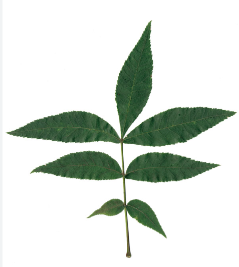 <p>Fraxinus habit/distinctive characters</p>