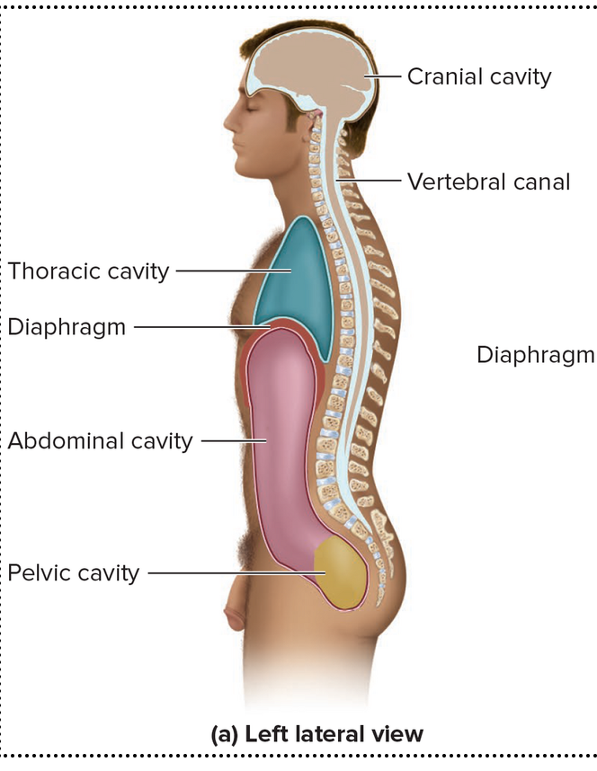 <p><strong>Cranial cavity</strong> is enclosed by the cranium (brain case). <strong>Vertebral canal </strong>is enclosed by the vertebral column and contains the spinal cord. They are continuous with each other and contain three protective layers called the meninges (Three fibrous membranes between the central nervous system and surrounding bone: the dura mater, arachnoid mater, and pia mater).</p>