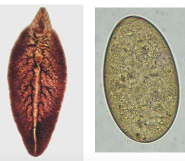 <p>liver&nbsp;&amp;&nbsp;lung&nbsp;flukes</p>