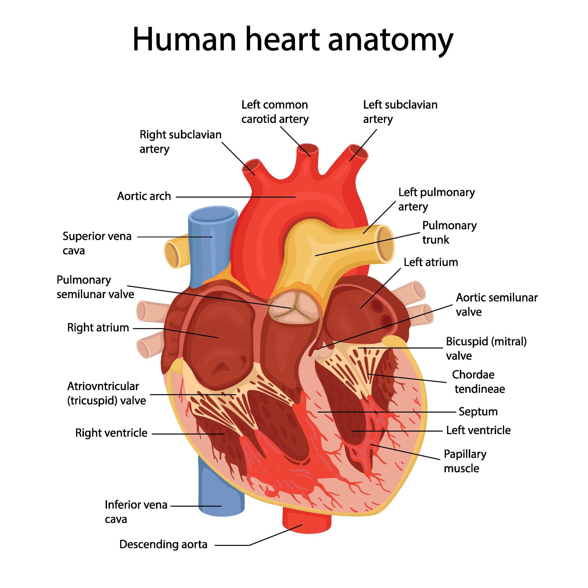 <p><span>you must trace a drop of blood through the heart. Know that the </span><strong>Right Atrium</strong><span> receives deoxygenated blood from the body, passes it to the </span><strong>Right Ventricle</strong><span>, which pumps it to the lungs. Oxygenated blood returns to the </span><strong>Left Atrium</strong><span>, then the </span><strong>Left Ventricle</strong><span>, which pumps it to the rest of the body via the aorta.</span></p>