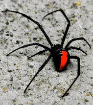 <p>Identify the phylum this belongs to.</p>