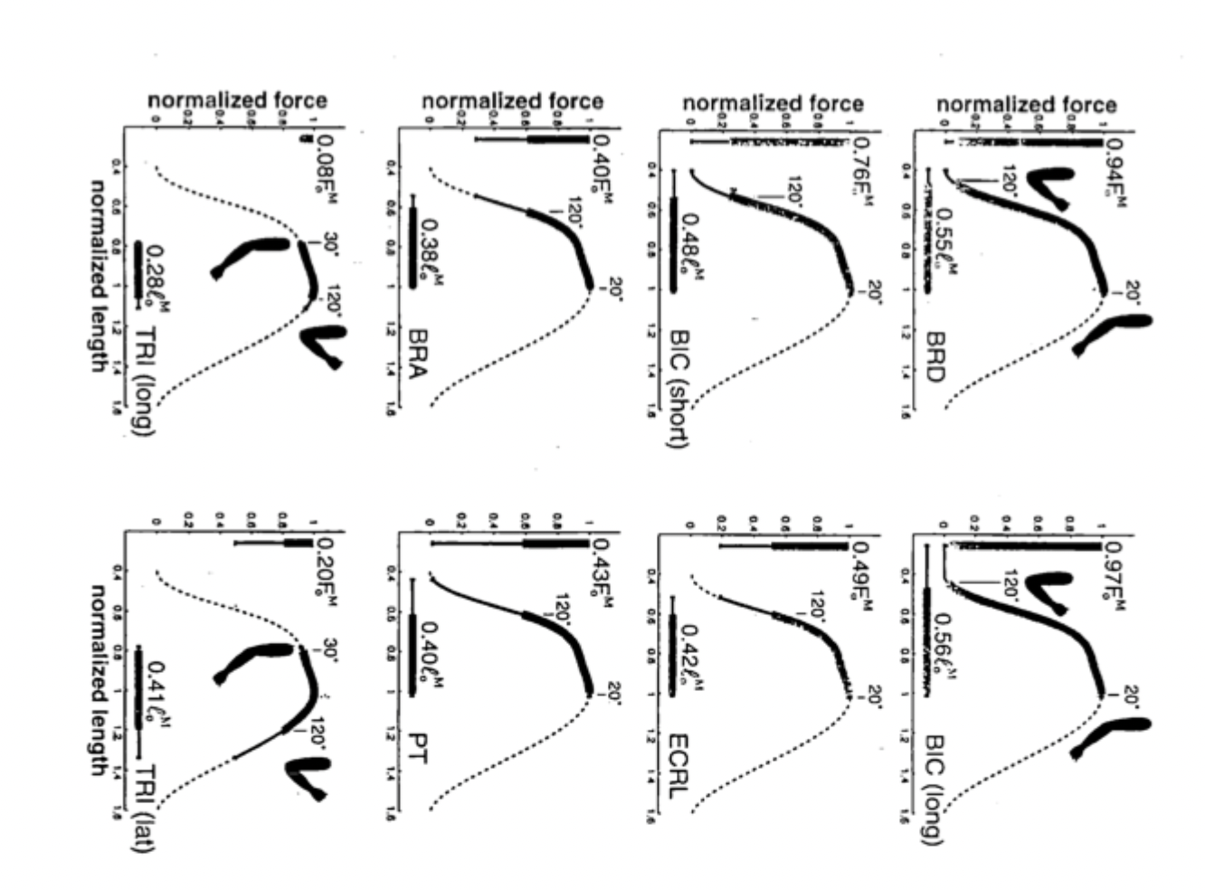 <p>Different muscles experience different locations/angle of peak force and is generally where that muscle operates. Happens when cross-bridge overlap is maximal</p>