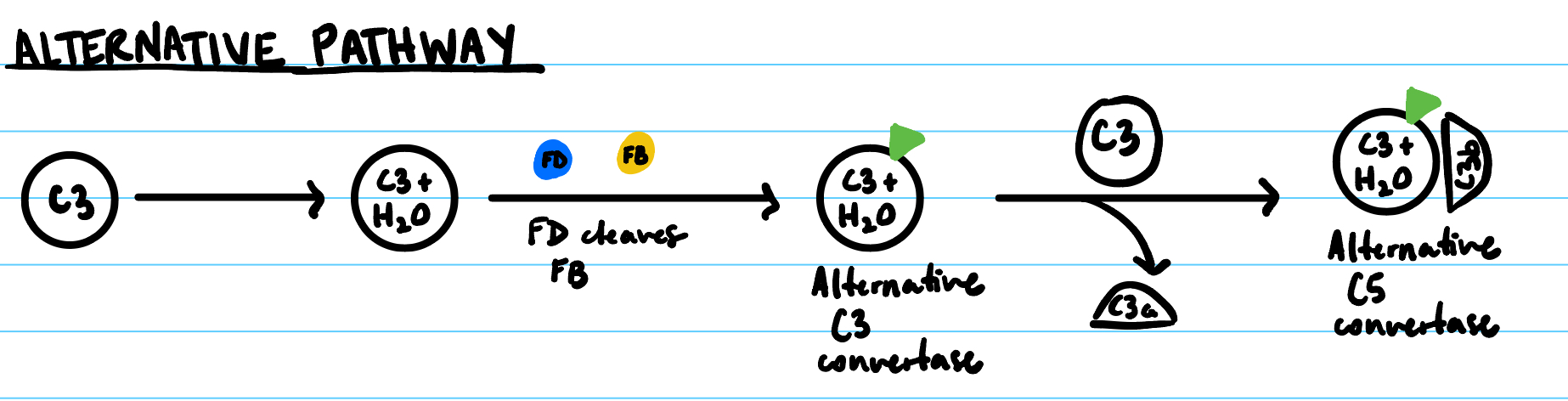 <p>Alternative Pathway</p>