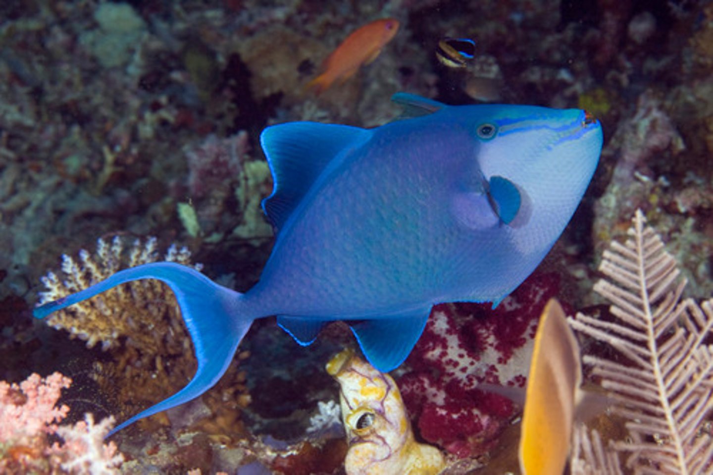 <p>Odonus niger</p>