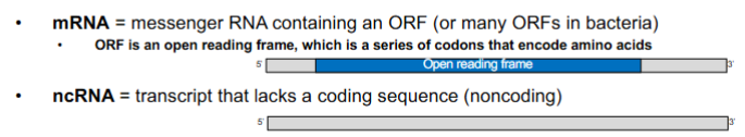<ul><li><p>mRNA</p><ul><li><p>messenger RNA</p></li><li><p>contain an <strong>ORF</strong></p><ul><li><p>ORF - open reading frame</p></li><li><p>series of codons that encode amino acids</p></li></ul></li></ul></li><li><p>ncRNA</p><ul><li><p>transcript that lacks a coding sequence (NONCODING)</p></li></ul></li><li><p>tRNA</p><ul><li><p>transfer RNA </p></li><li><p>translates codon to amino acids on a ribosome</p></li></ul></li><li><p>rRNA</p><ul><li><p>ribosomal RNA</p><ul><li><p>make up a ribosome</p></li></ul></li></ul></li></ul><p></p>