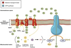 <p>A series of protein complexes that transfer electrons to generate ATP.</p>