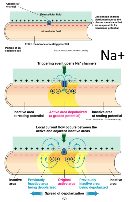 <ul><li><p>Local <span style="background-color: transparent;">changes in membrane potential&nbsp;</span></p></li><li><p><span style="background-color: transparent;">Occur in varying grades or degrees of magnitude or strength (size correlates with stimulus)</span></p></li><li><p><span style="background-color: transparent;">Spread by passive current flow</span></p><ul><li><p><span style="background-color: transparent;">Current: any flow of electrical charges&nbsp;</span></p></li><li><p><span style="background-color: transparent;">Resistance: hindrance to electrical charge movement</span></p></li></ul></li></ul><ul><li><p><span style="background-color: transparent;">Die out over short distances</span></p></li></ul><p></p>