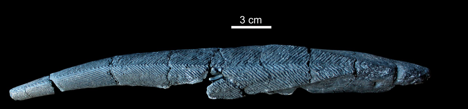 <p>subclass acanthodii (class pisces, subphylum gnathostomata, phylum vertebrata, chordates), upper carboniferous, UK, gigantism </p>