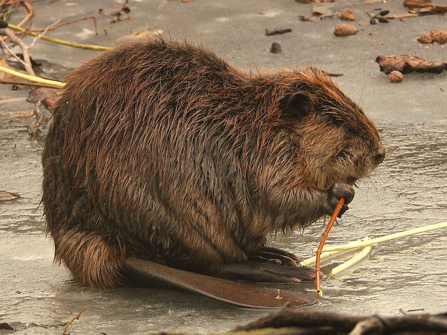 <p>beaver</p>