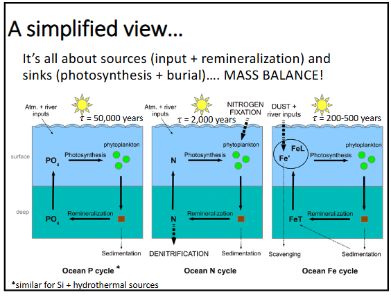 <p>-it’s all about sources (input + remineralization) and sinks (photosynthesis and burial) … mass balance</p><p>-only ~1% gets buried into marine sediments (the only output)</p><p>-differences in residence times depend on organisms use and inputs</p>