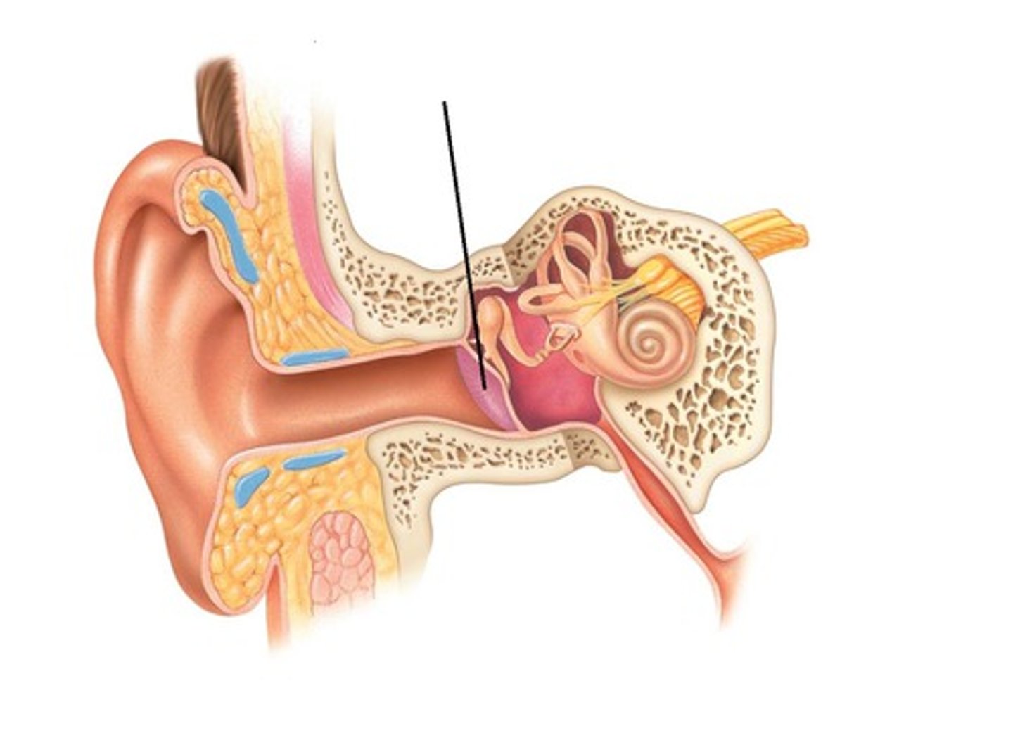 <p>Name this part of the external ear.</p>