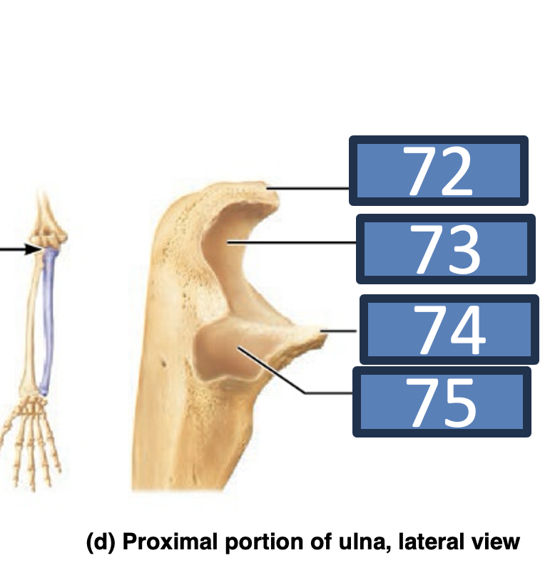 <p>74</p>
