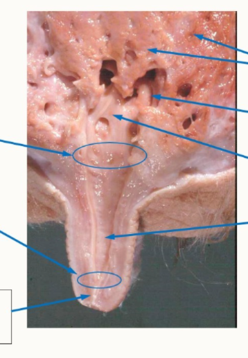 <p>What can be identified here from top to bottom?</p>