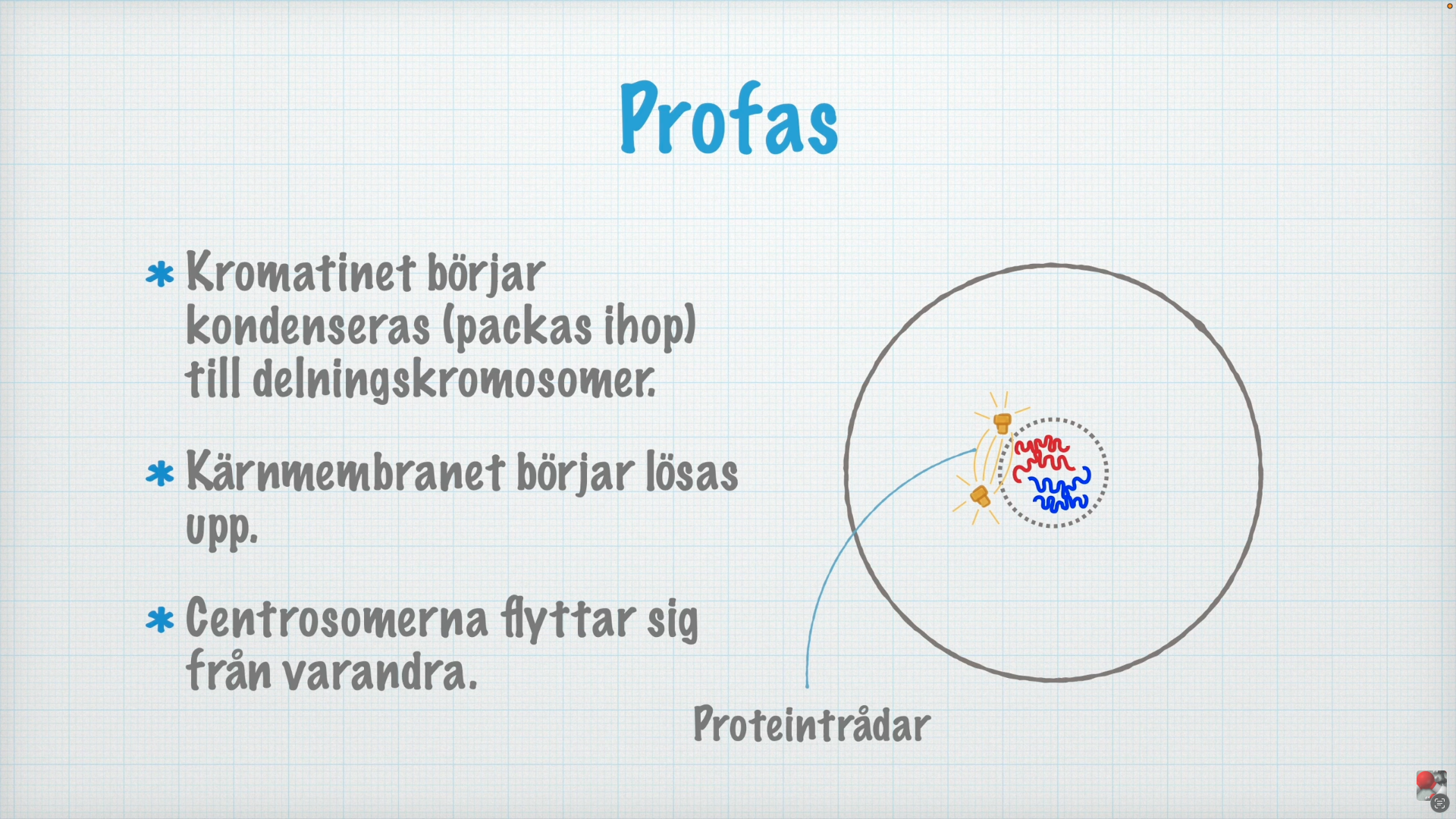 <ol><li><p><strong>Kromatinet </strong>börjar kondenseras till <strong>delningskromosomer </strong></p></li><li><p><strong>Kärnmembranet</strong> börjar lösas upp </p></li><li><p><strong>Centrosomerna</strong> flyttar sig från varandra </p></li></ol><p></p>