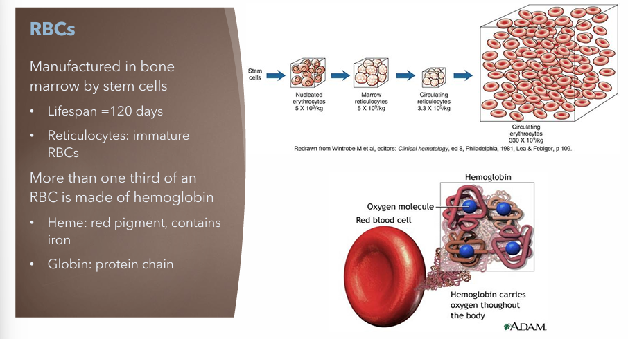 <p>Manufactured in bone marrow by stem cells</p><ul><li><p>Lifespan = 120 days</p></li><li><p>Reticulocytes: Immature RBCs</p></li></ul><p>More than one third of an RBC is made of hemoglobin</p><ul><li><p>Heme: red pigment, contains iron</p></li><li><p>Globin: protein chain</p></li></ul><p></p>