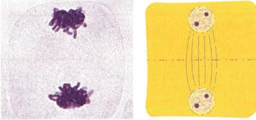 <p>what stage of mitosis is this? what type of cell is this?</p>