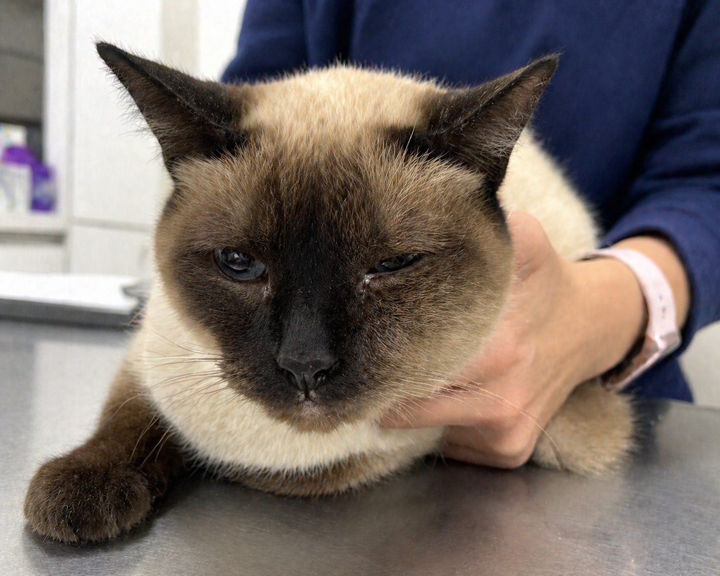 <p>Mochi presents with a 3-week history of progressive left-sided facial swelling and reduced appetite.</p><p>Physical examination reveals firm, non-painful swelling of the left maxillary region. The left eye is mildly displaced dorsally.</p><p>The primary differential is a mass lesion — nasal or maxillary — potentially involving bone, soft tissue, or both.</p><p>Relevant context: CT eliminates superimposition by rotating the X-ray tube around the patient and reconstructing cross-sectional slices — separating structures by their actual 3D location. CT provides superior contrast resolution for soft tissue structures of similar density. Radiography provides higher spatial resolution for fine cortical bone detail, is faster, less expensive, and more widely available. CT delivers a higher radiation dose than a single radiographic projection.</p><p>The clinician must select the initial imaging modality.</p><p>Both radiography and CT are available at this practice.</p><p>Budget is a consideration — the owner has indicated cost is a factor in decision-making.</p><p>Mochi left facial eye swelling</p><p></p><p><strong>Which recommendation best integrates the physical capabilities and practical limitations of both modalities — and provides the strongest reasoning for the recommended approach in this specific clinical scenario?</strong></p><p>a. Begin with CT — the soft tissue mass and bone involvement require cross-sectional imaging and superior contrast resolution to characterize the lesion fully. CT provides definitive information in one study, justifying the additional cost over radiography.</p><p>b. Obtain radiography of the thorax rather than the skull — thoracic radiography should be performed first to evaluate for pulmonary metastases before local imaging is obtained, since treatment planning depends on metastatic status.</p><p>c. Begin with radiography — skull radiographs can assess gross bone involvement and confirm the presence of a mass lesion. If radiographs confirm the clinical suspicion and detailed characterization or surgical planning is needed, CT should be obtained. This stepwise approach respects the cost constraint while providing clinically useful initial information.</p><p>d. Obtain ultrasound of the maxillary swelling — ultrasound provides superior soft tissue contrast compared to radiography and would characterize the mass without ionizing radiation, making it the safest and most informative initial modality.</p>