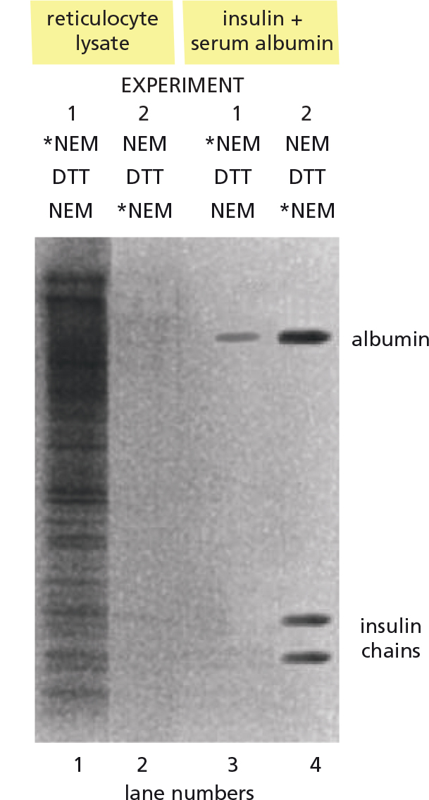 <p><span>You are skeptical of the blanket statement that cysteines in intracellular proteins are not involved in disulfide bonds, while in extracellular proteins they are. To test this statement, you carry out the following experiment. As a source of intracellular protein, you use reticulocytes, which have no internal membranes and, thus, no proteins from the endoplasmic reticulum (ER) or other membrane-enclosed compartments. As examples of extracellular proteins, you use bovine serum albumin (BSA), which has 37 cysteines, and insulin, which has 6. You denature the soluble proteins from a reticulocyte lysate and the two extracellular proteins so that all cysteines are exposed.</span></p><p></p><p><span>To probe the status of cysteines, you treat the proteins with </span><em>N</em><span>-ethylmaleimide (NEM), which reacts covalently with the –SH groups of free cysteines but not with sulfur atoms in disulfide (S–S) bonds. In the first experiment, you treat the denatured proteins with radiolabeled NEM (*NEM), then break any disulfide bonds with dithiothreitol (DTT) and react a second time with unlabeled NEM (see the figure, lanes 1 and 3). In the second experiment, you do the reverse: you first treat the denatured proteins with unlabeled NEM, then break disulfide bonds with DTT and treat with radiolabeled *NEM (lanes 2 and 4). The proteins are separated according to size by electrophoresis on a polyacrylamide gel, which is then placed against x-ray film so that radioactive decay gives rise to the dark bands shown in the figure.</span></p><p></p><p><span>Proteins containing disulfide bonds would be expected to show up as dark bands in which lanes of the figure?</span></p>
