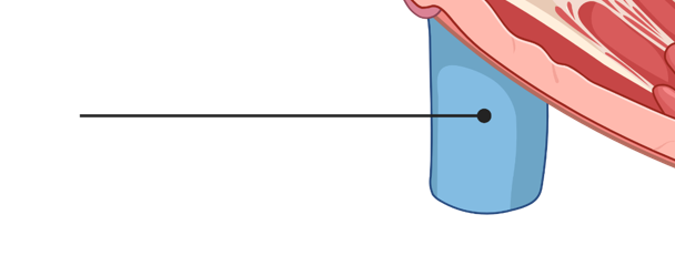 <p>What is this part of the heart?</p>