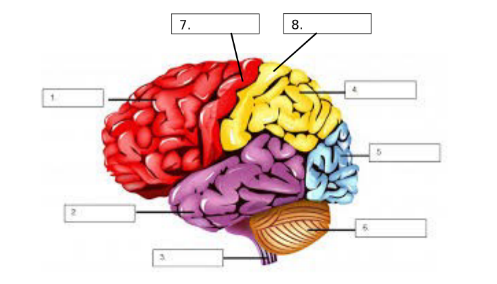 <p>#7 name and function</p>