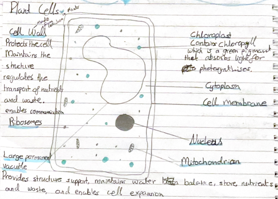 <p>The Cell Membrane us also partially permiable, which means it allows some things in and out. in and out, either way it allows.</p>