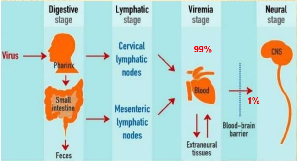 <ol start="2"><li><p>In 1% infected polio virus spreads from digestive tract and eventually can <strong><u>infect motor neurons</u></strong> of the spinal cord via the blood stream.</p></li></ol><p></p>