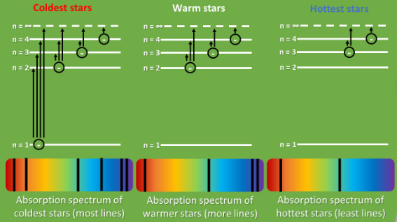 <ul><li><p>Electrons in a gas will be able to absorb very specific energies (wavelengths) of photons) which are unique to a specific element</p></li><li><p>Stars are blackbodies which mean they produce all types of radiation - including a continuous spectrum in the visible section</p></li><li><p>But stars have an ‘atmosphere’ of cooler gases around them - these gasses in this absorb some of the photons produced</p></li><li><p>Absorption spectra is affected by temperature (hotter = more energy in electrons) - meaning they sit in higher and higher levels</p></li><li><p>Therefore there will be less photons that can be absorbed meaning there will be less absorption lines in a hotter star compared to a cooler star</p></li><li><p>Hydrogen balmer lines at n = 2     -There are no electrons in the ground state as the star is too hot</p></li></ul><p></p>