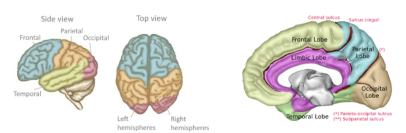 <p>Cerebral Hemisphere</p>