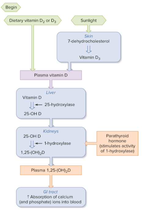 <p>calcitonin</p>